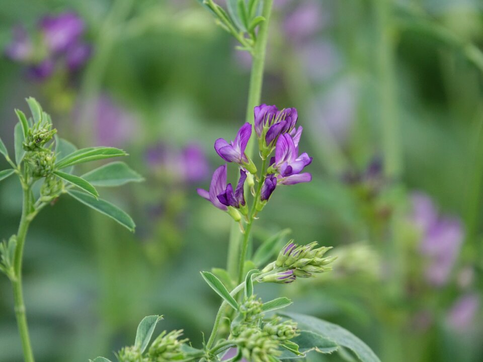 Lucerne flowers light purple