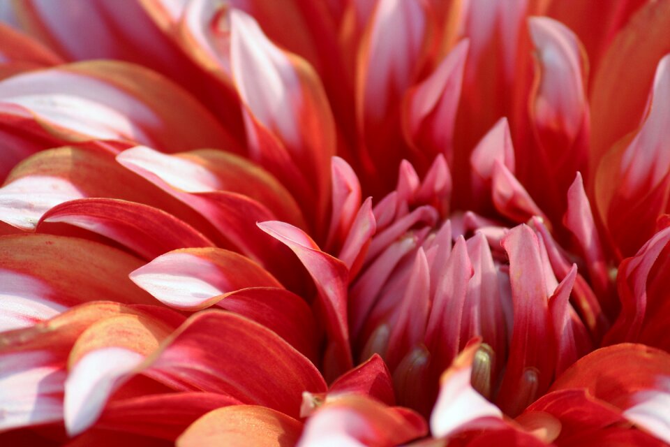 Floral red nature red natural