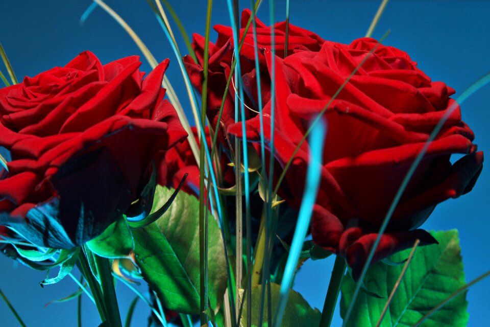 Bloom red rose green