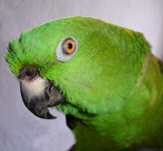 Bird green animal photo