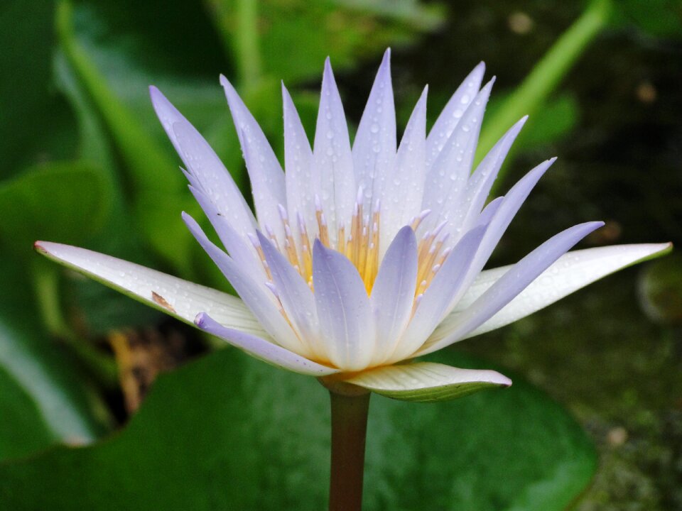 Aquatic plant white water lily caribbean