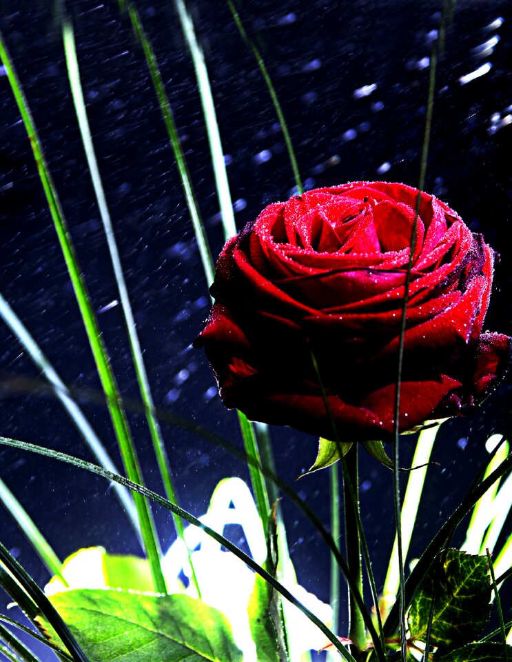 Flower blossom bloom