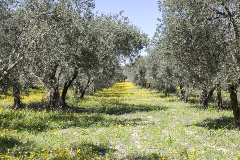South olives garden