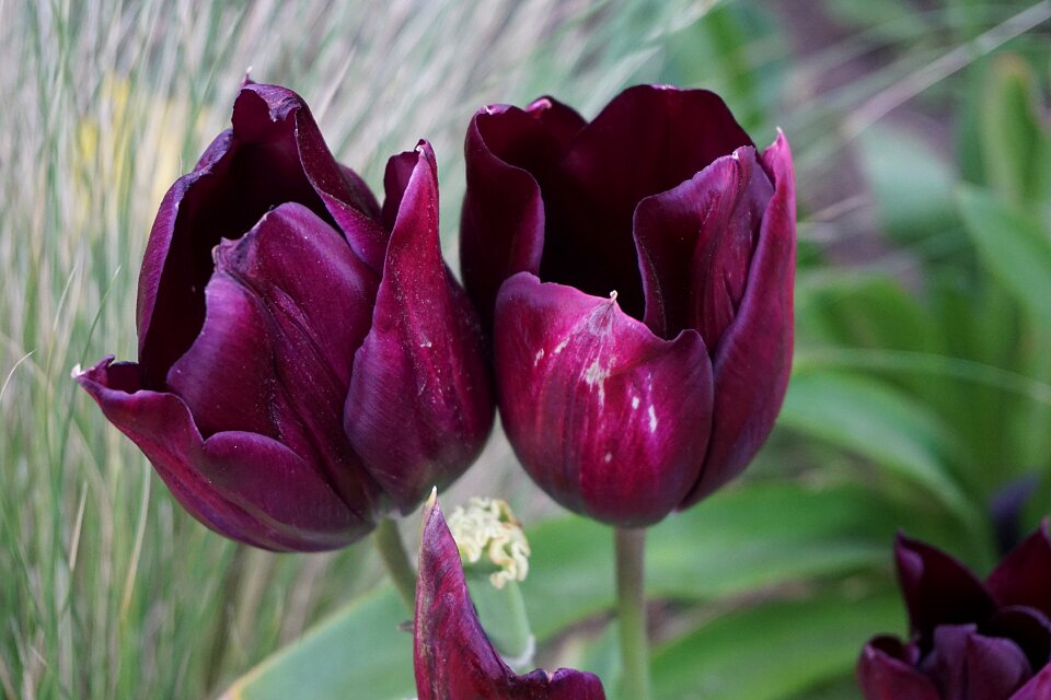 Flowering botany garden
