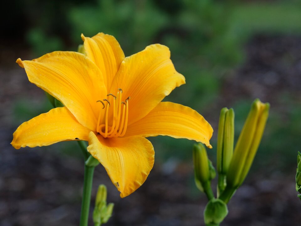 Lily yellow flower flower