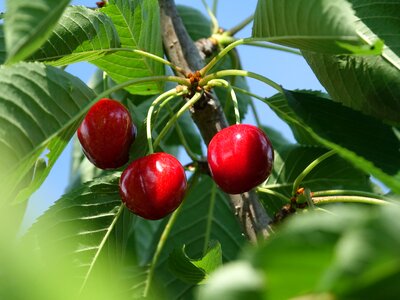 Red fruits tree brench the growing photo