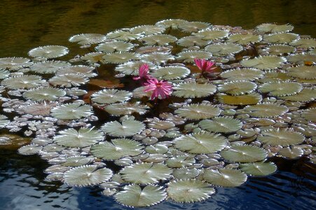 Aquatic plant pond lilies