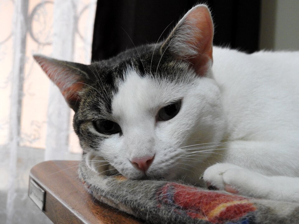 Pet cat face animal