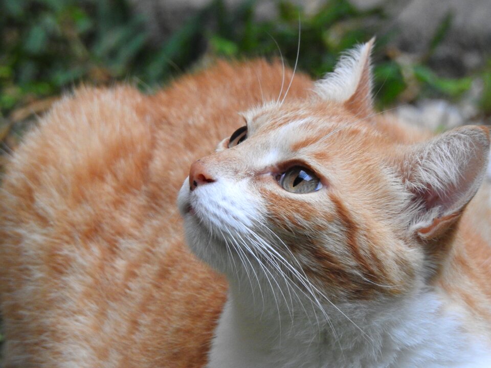 Pet feline cat face