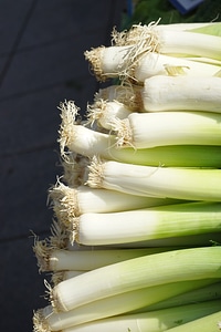Food stalk allium ampeloprasum