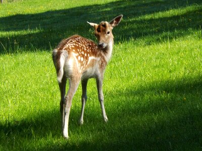 Nature young deer damm wild