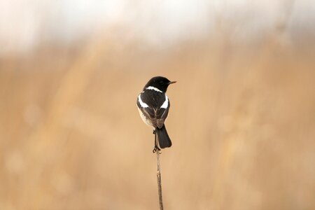 Stalk veld nature