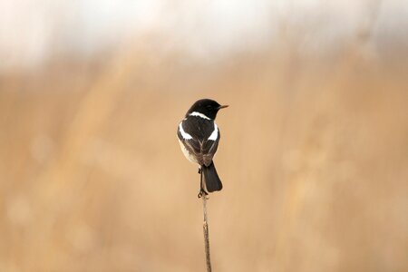 Stalk veld nature photo