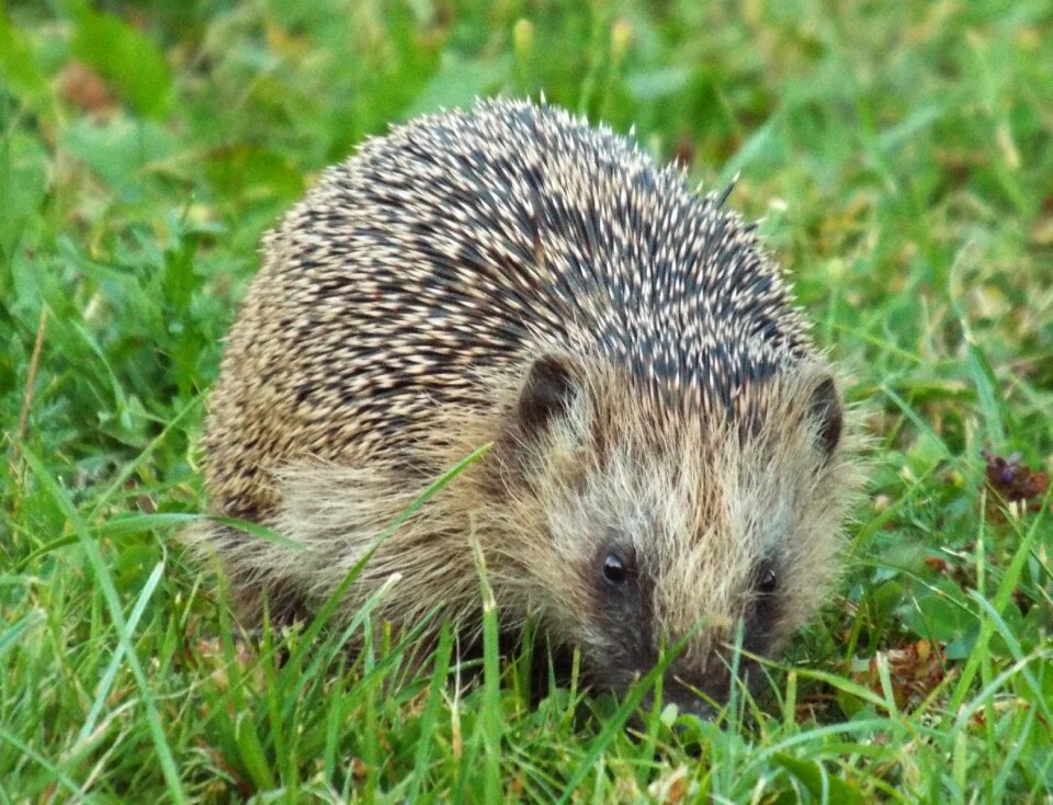 Nocturnal crepuscular wild animal