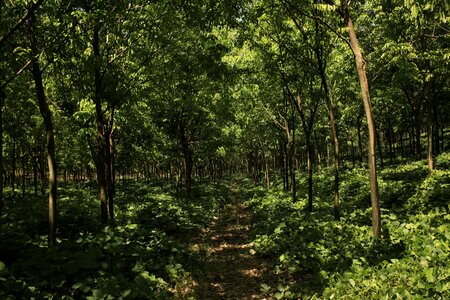 Rubber plantation rubber green nature photo