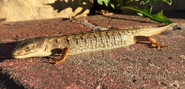Reptile animal