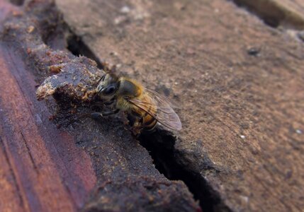 Beekeeping apiculture mellifera photo