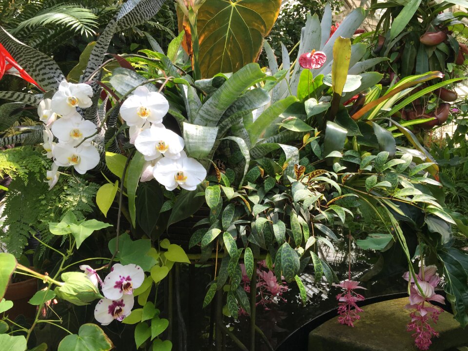 Tropical garden