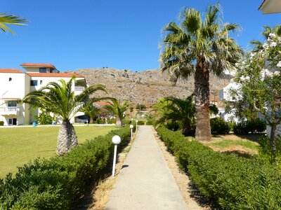 Palm trees sun vacations photo