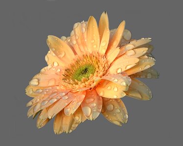 Salmon gerbera gerbera hybrid