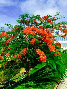 Bush red blossom photo