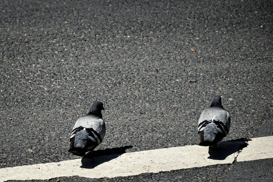 Bird pigeon beak