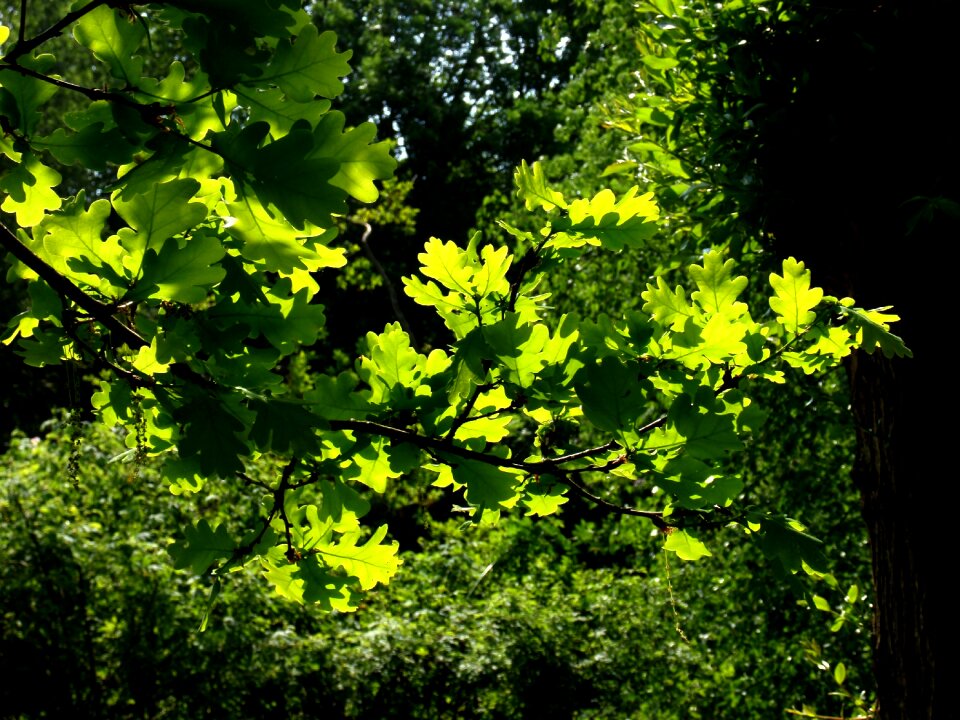 Leaves bright golden