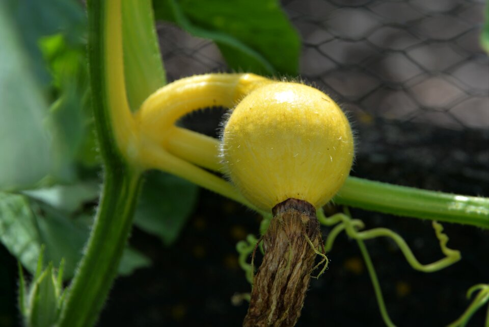 Young fruit macro plant