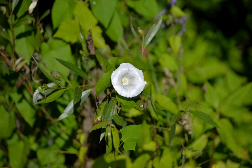White flowers summer real fence winds
