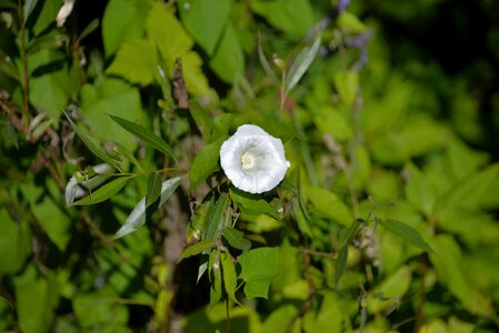 White flowers summer real fence winds