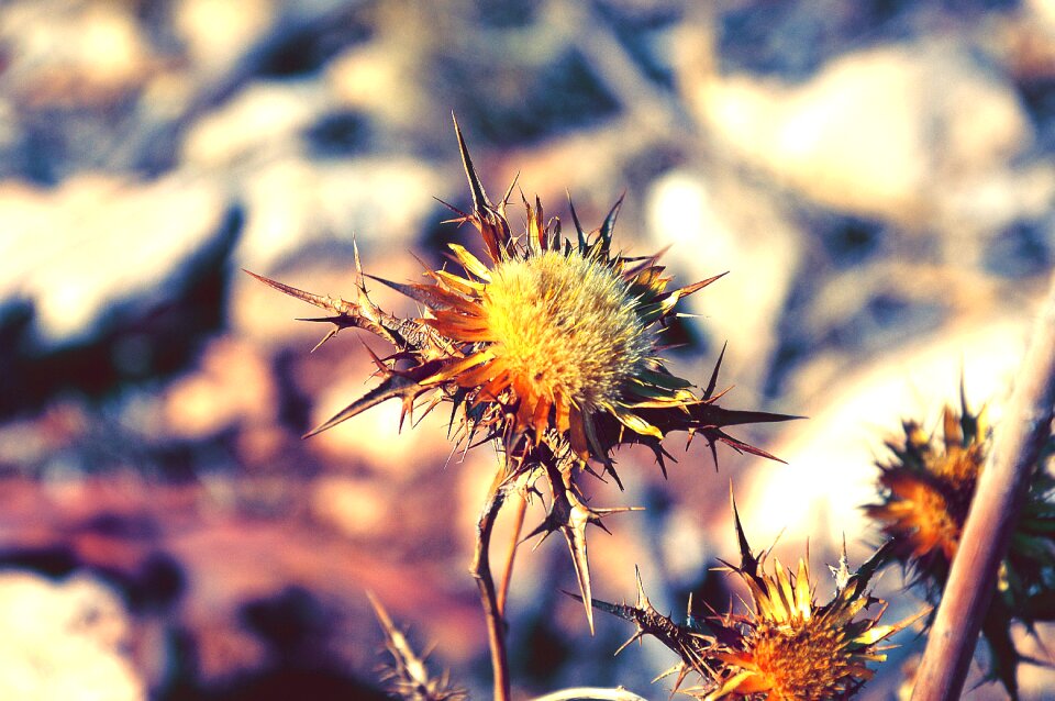 Sardinia colors flowers