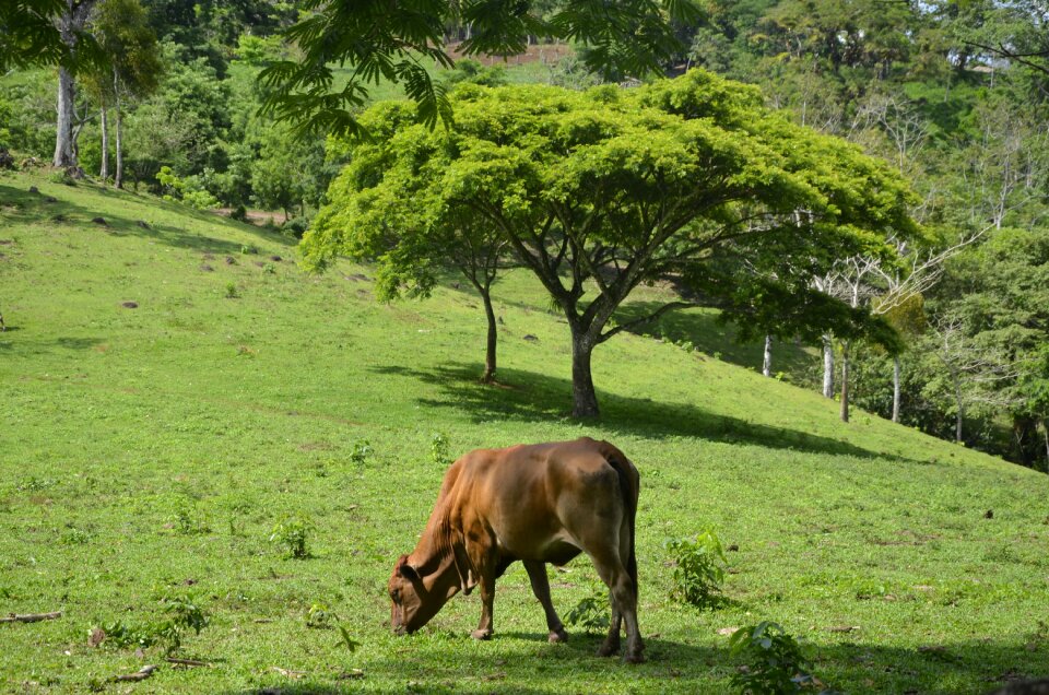 Landscape animal nature field