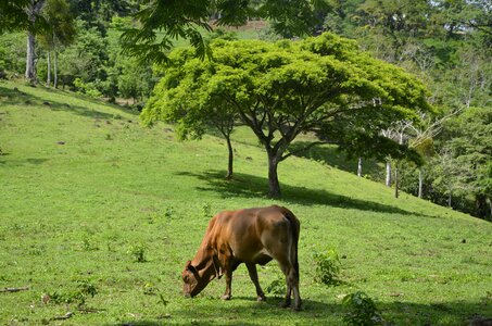 Landscape animal nature field