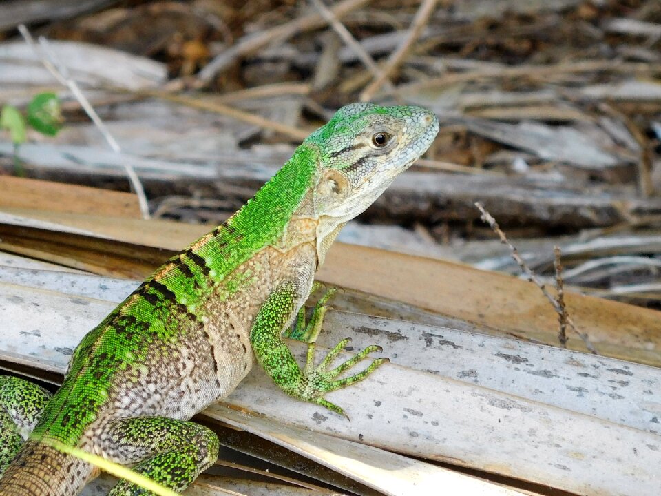 Wildlife florida wild