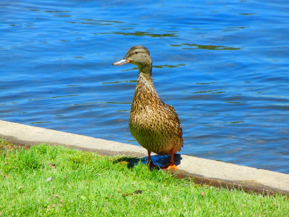 Duck bird