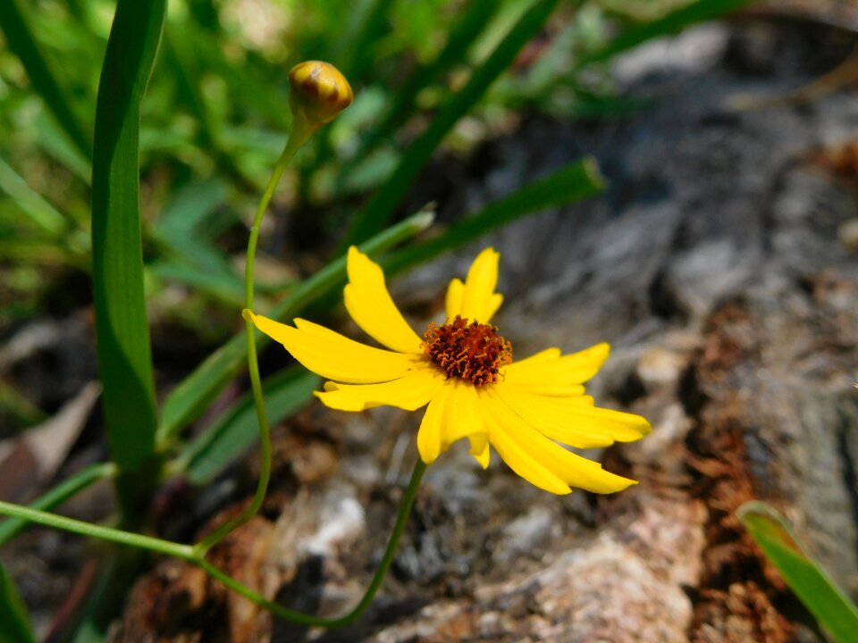 Nature summer