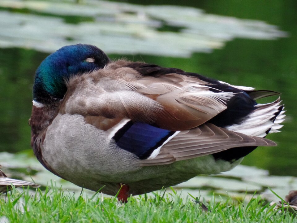 Mallard animals pond photo