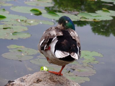 Mallard nature feathers