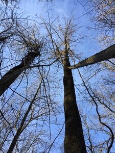 Natural forest spirituality