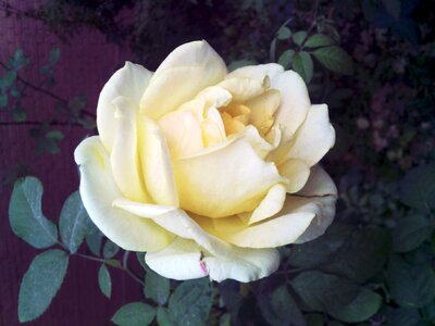 Flower rose light yellow