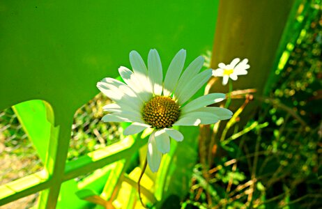 Blossom blooming plant photo