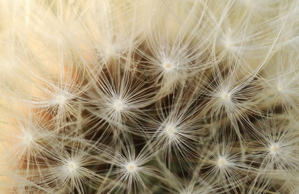Seeds multiplication faded