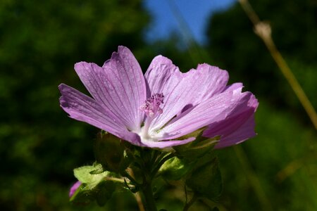 Spitzblättrige mallow sigmar herb victorious mars wurz wiesenblume photo