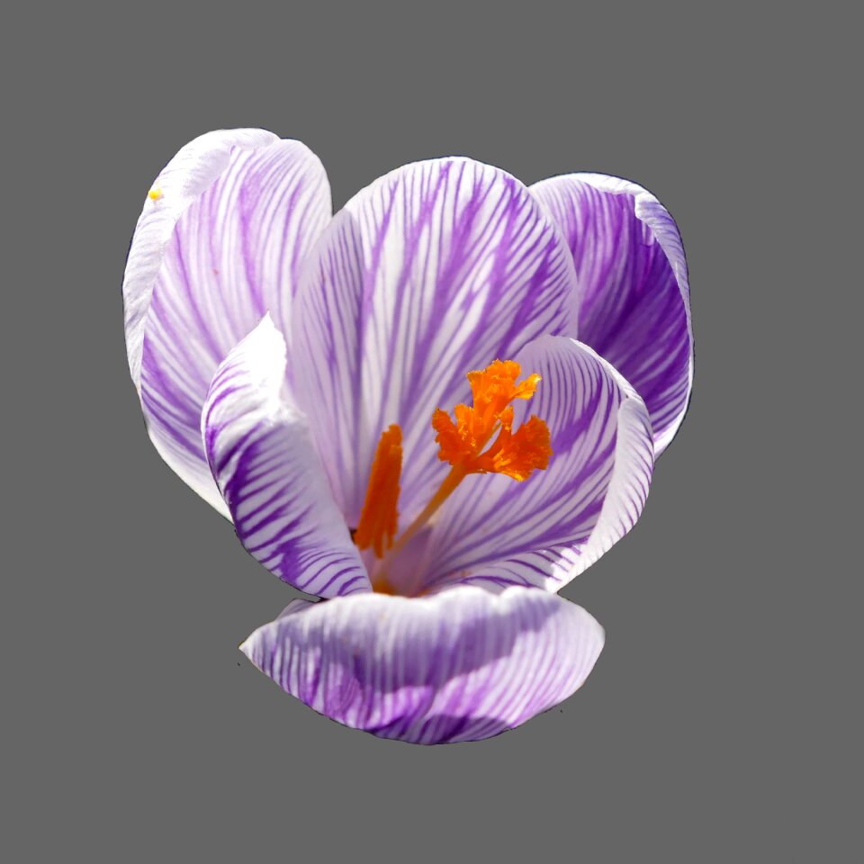Purple violet frühlingsanfang