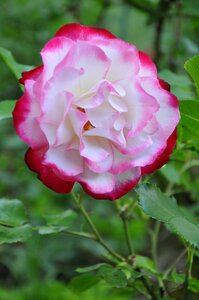 Nature plant garden