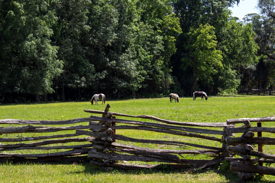 Lattice horse animal