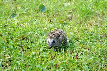 Hedgehog young animal little hedgehog