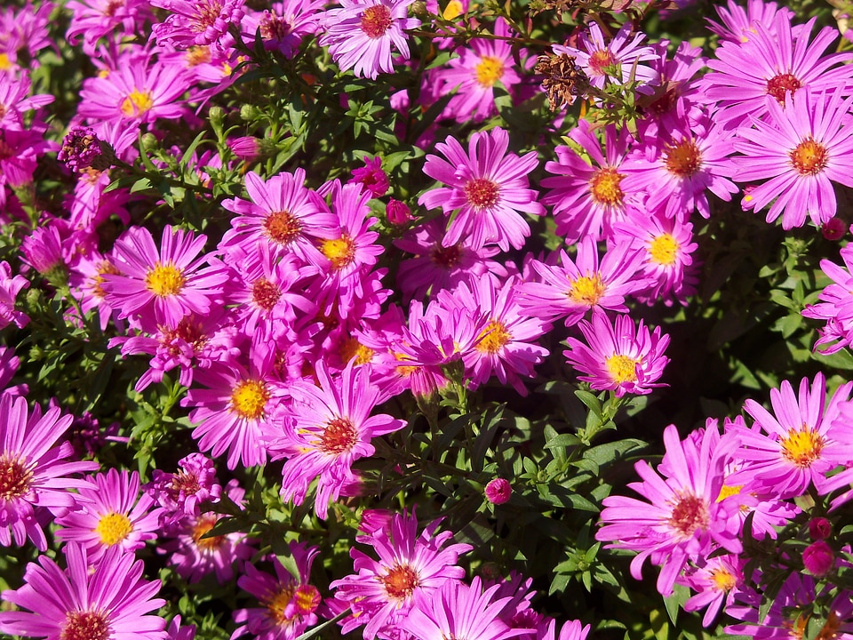 Nature krizantén purple