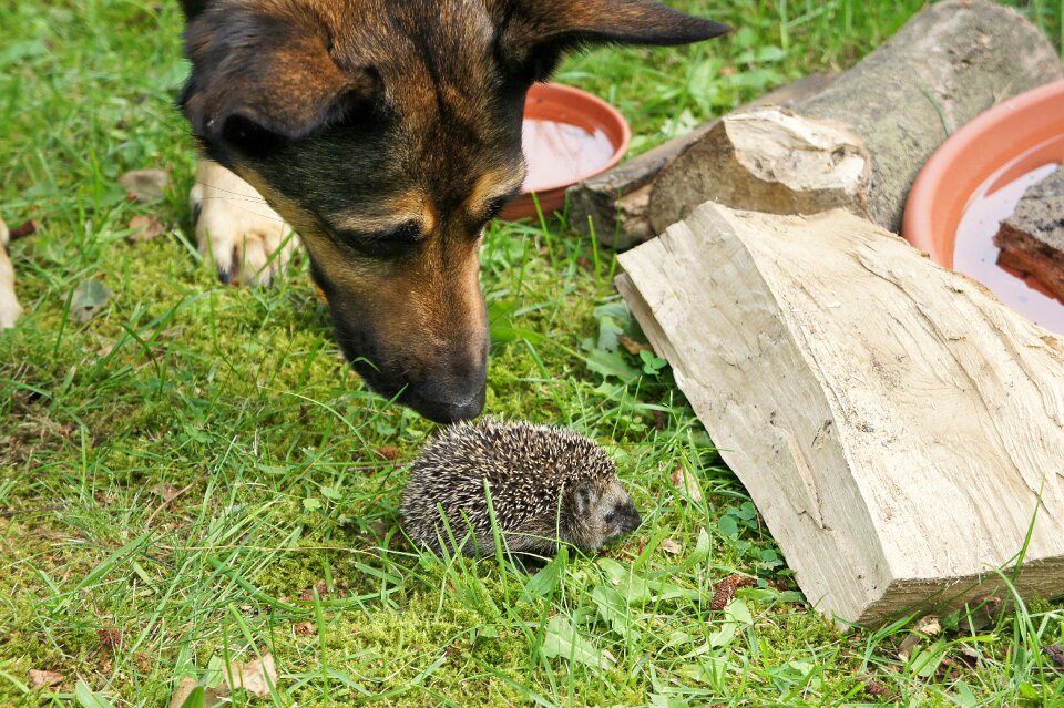 Young animal little hedgehog dog
