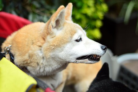 Profile dog animals shiba inu photo